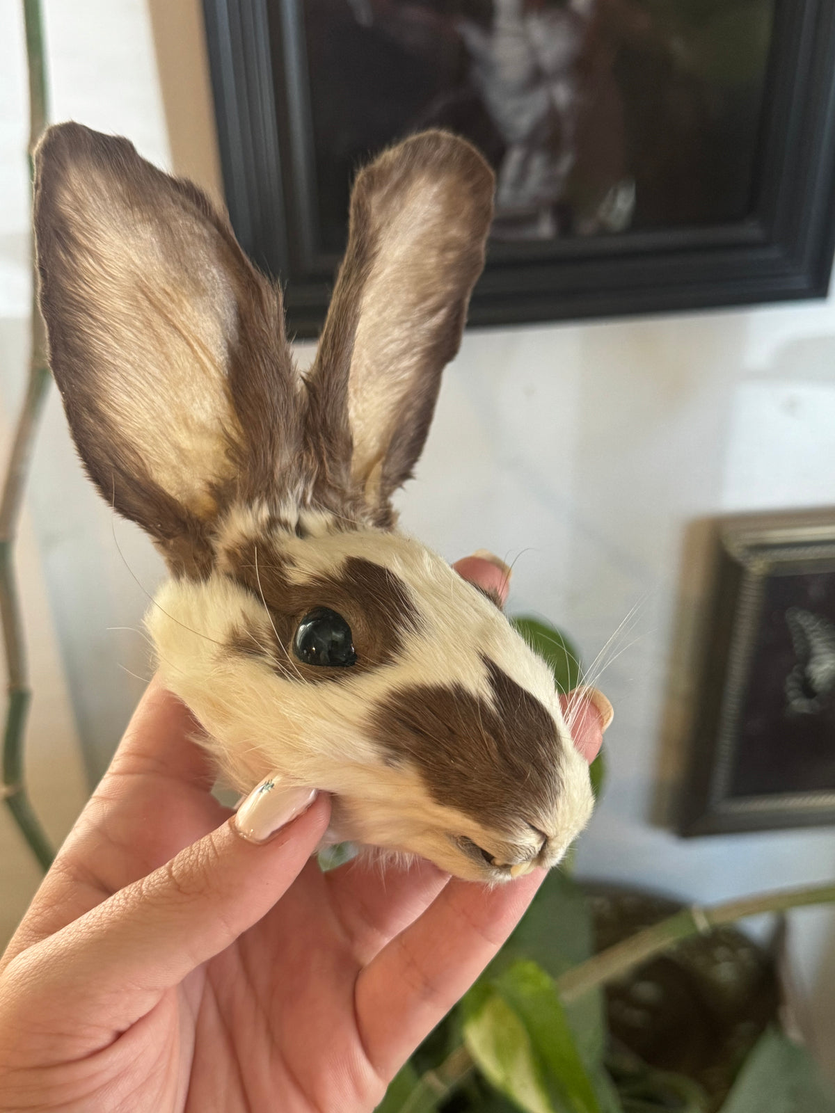 Mummified bunny head