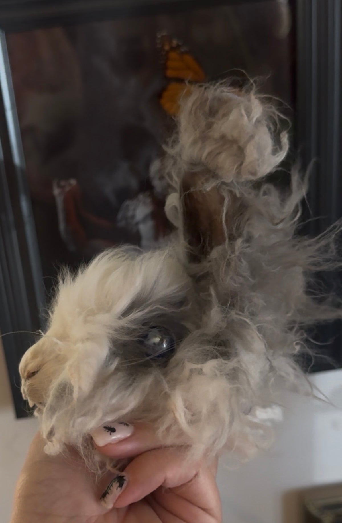 Mummified bunny head