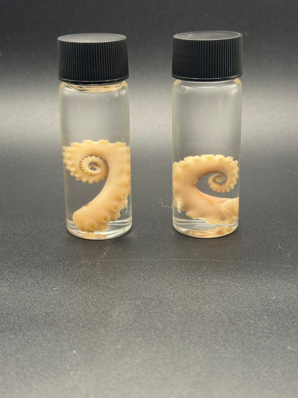 Octopus swirl tentical