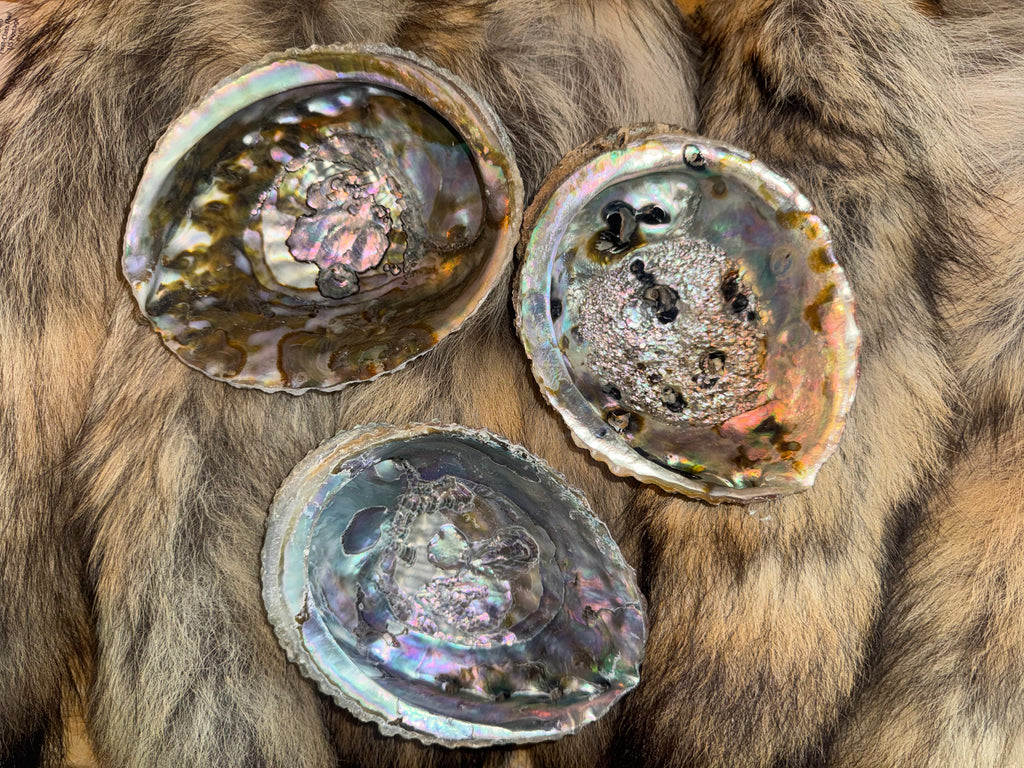 Pink Abalone Shell