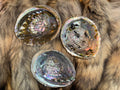 Pink Abalone Shell