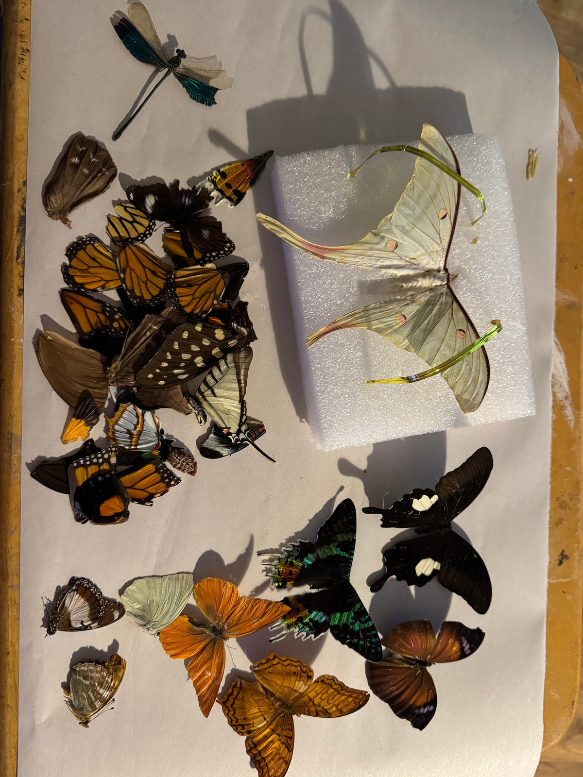 Butterfly/moth craft lot ￼