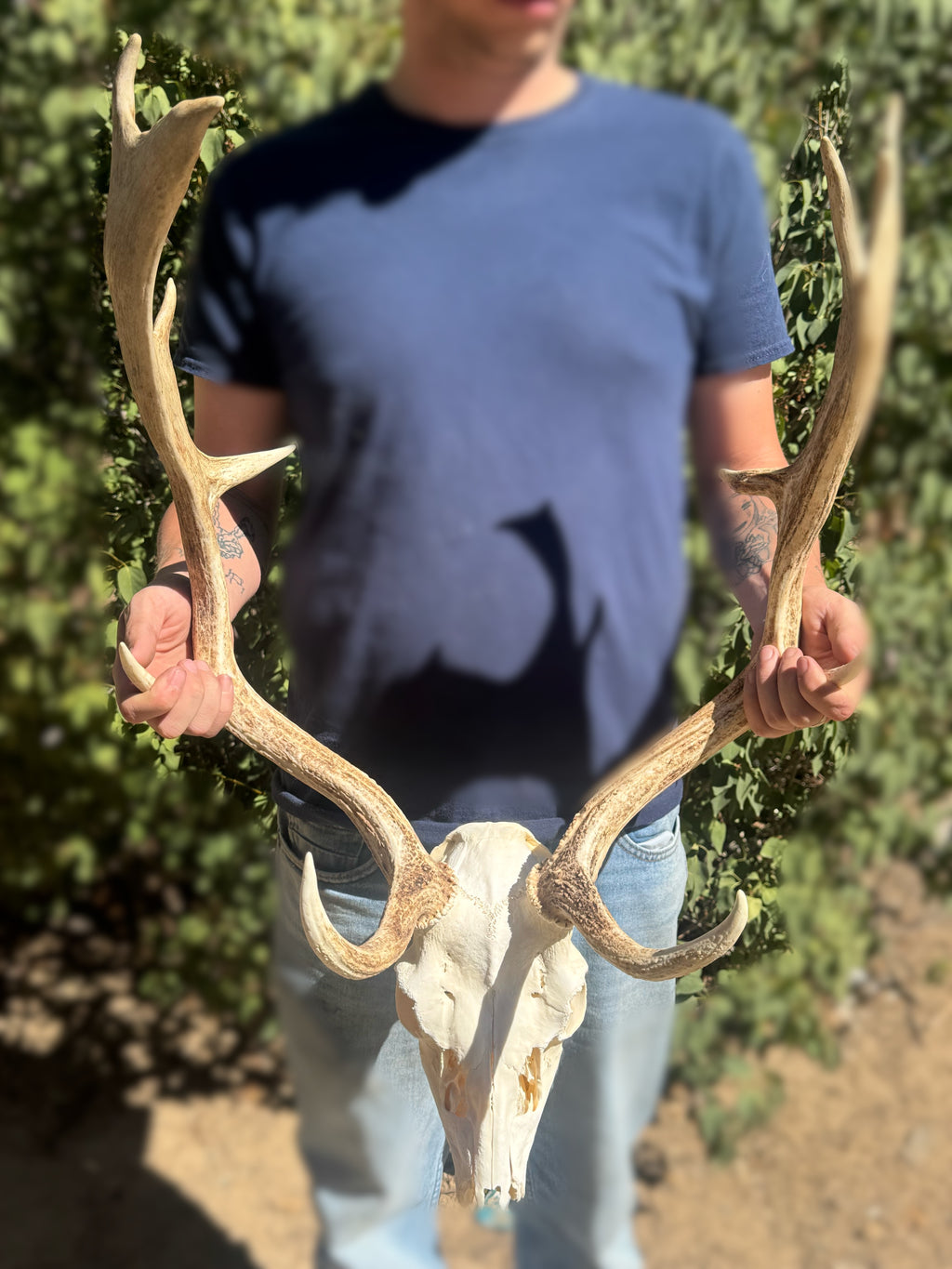Fallow skull