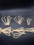 Raccoon baculum
