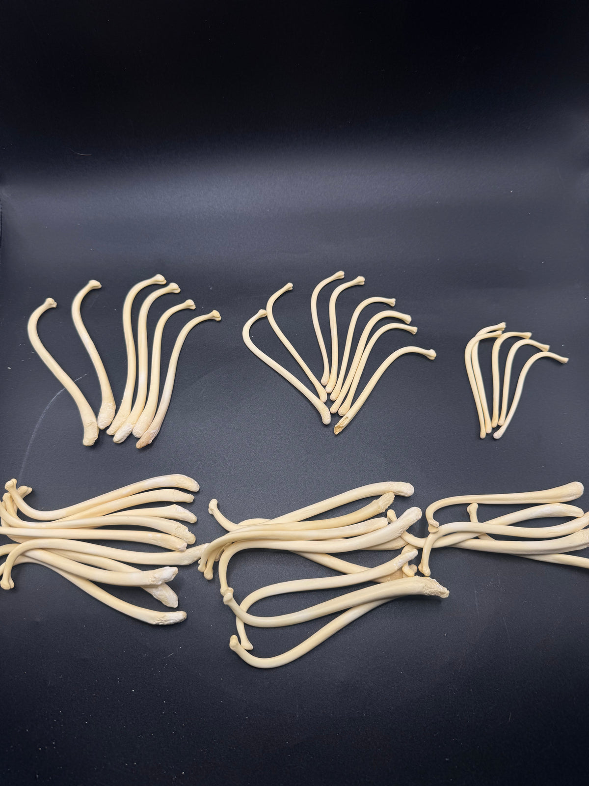Raccoon baculum