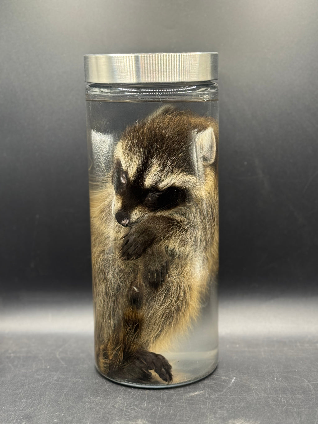 Baby Raccoon