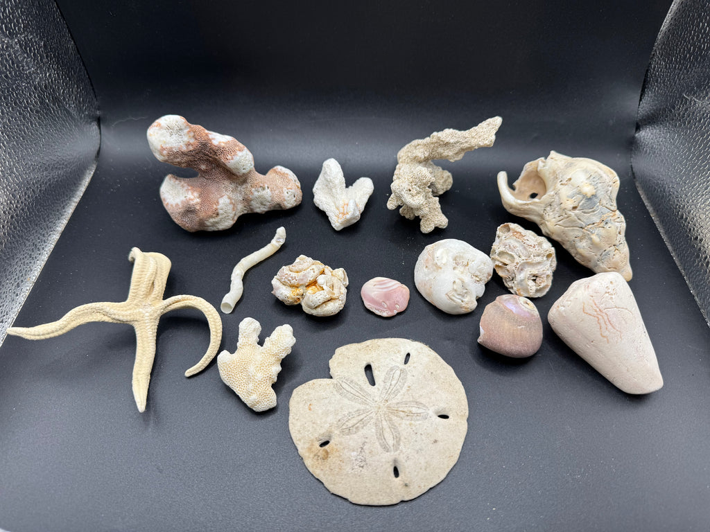 Sea life fossils/shells LOT