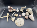 Sea life fossils/shells LOT