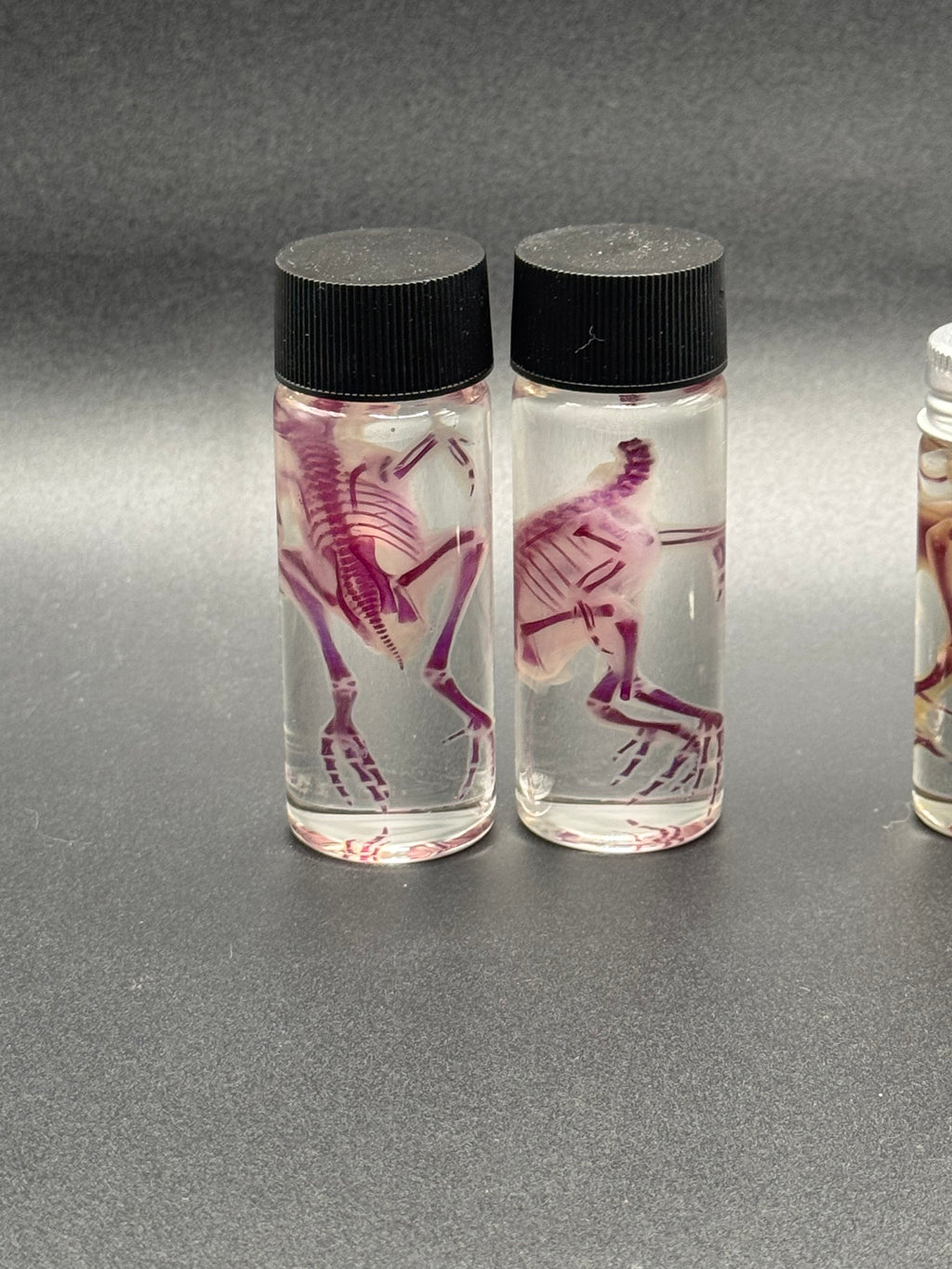Diaphonized quail body - no head