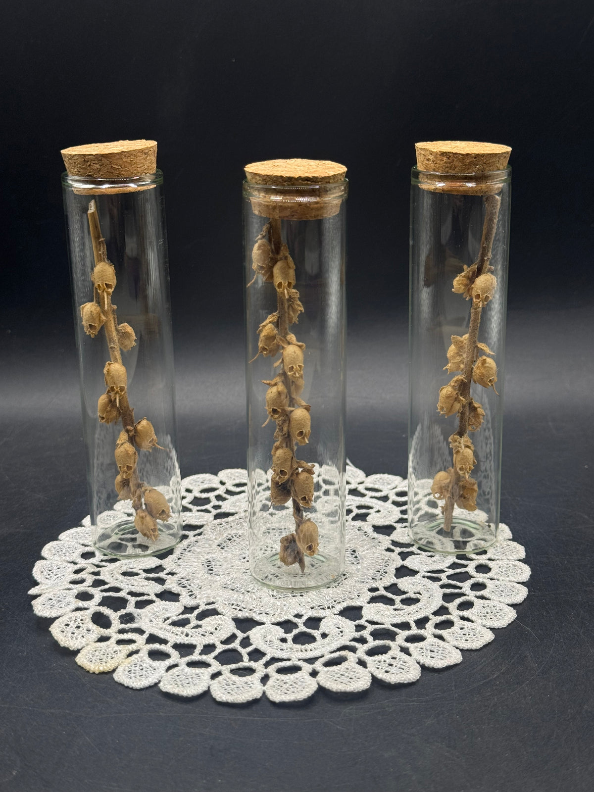 Fairy skulls (seed pods)