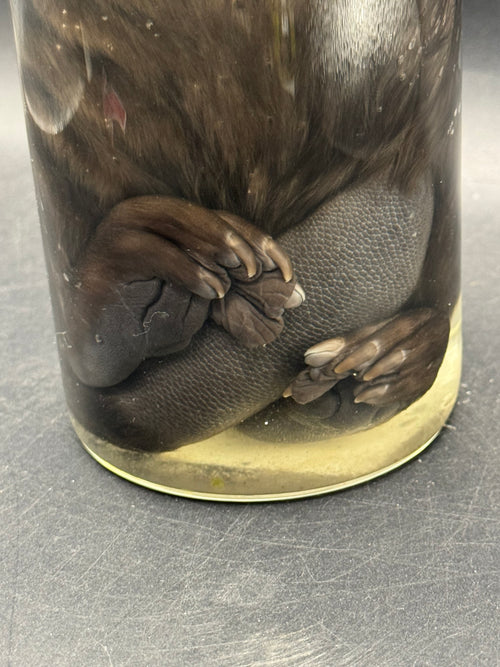 Baby beaver