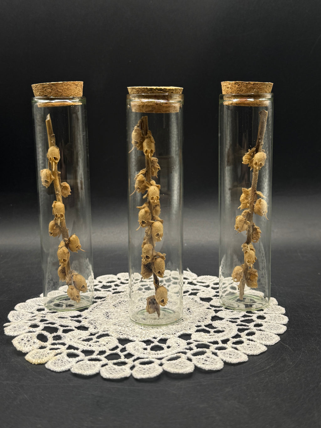 Fairy skulls (seed pods)