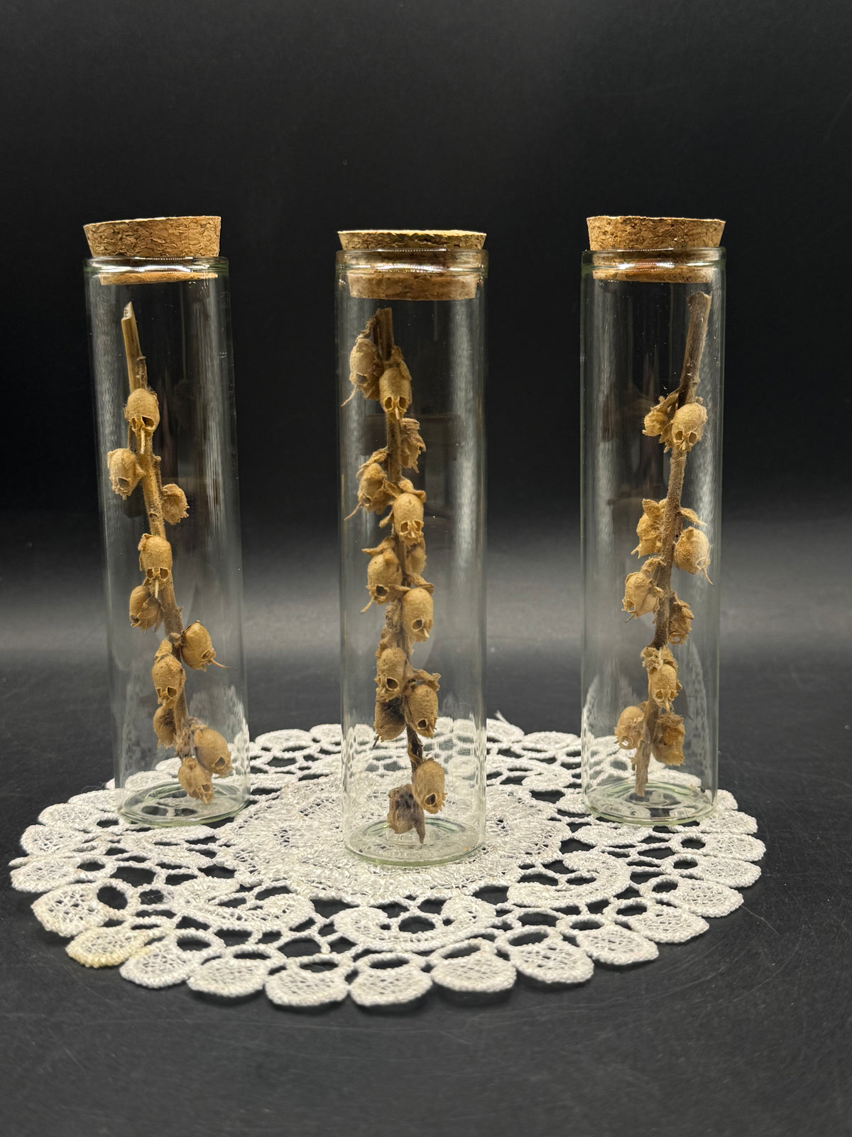 Fairy skulls (seed pods)