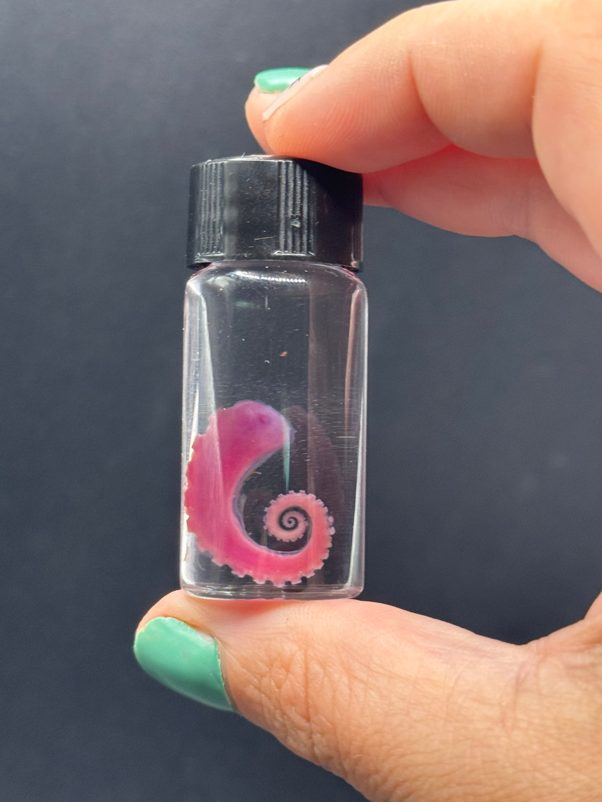 Diaphonized tiny octopus tentacle