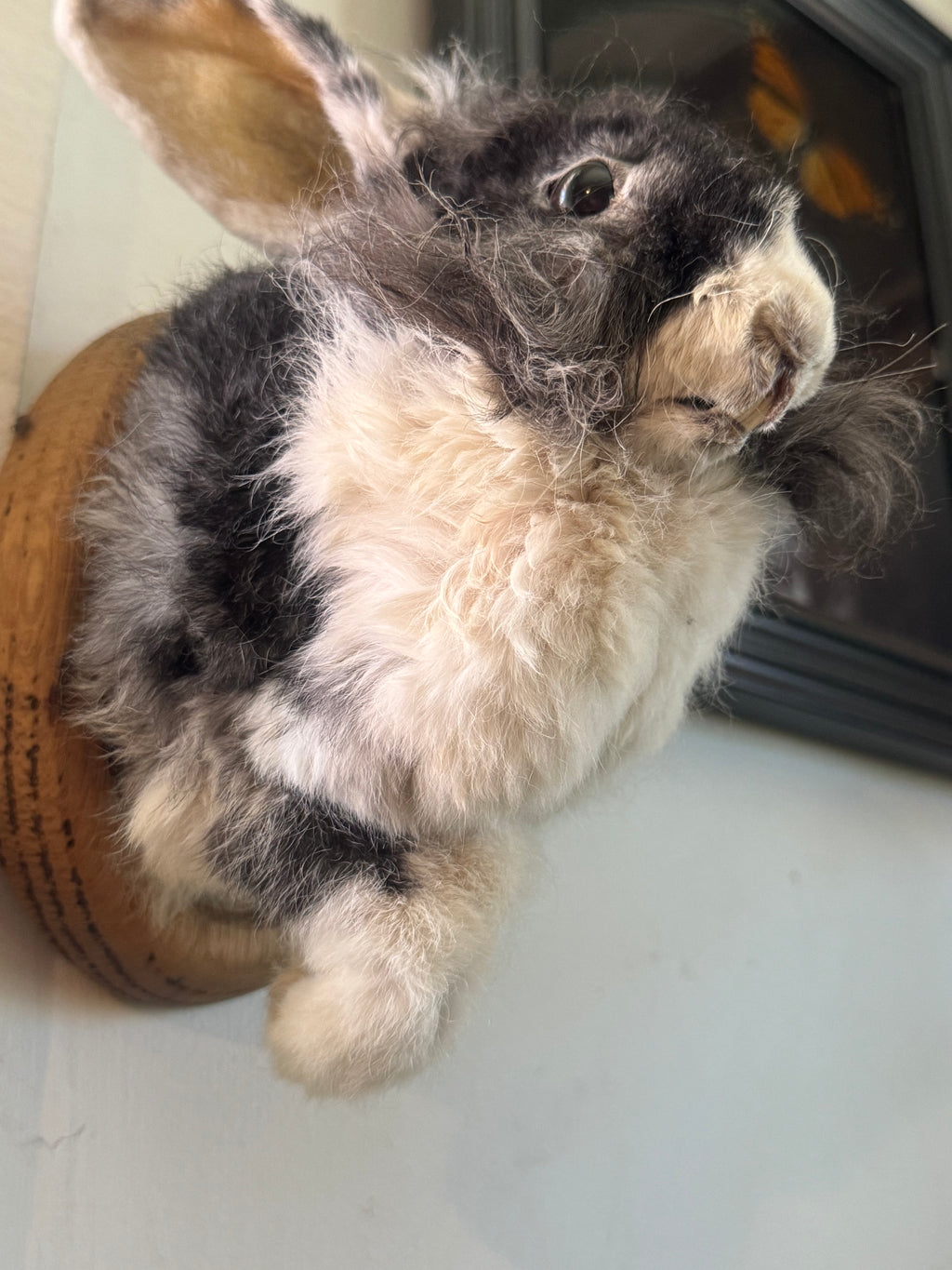 Bunny half mount (mummified)