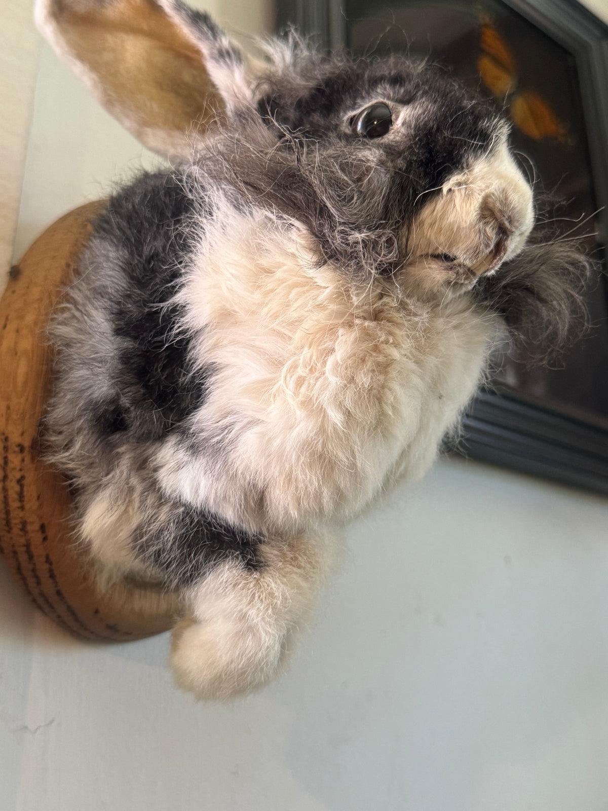 Bunny half mount (mummified)