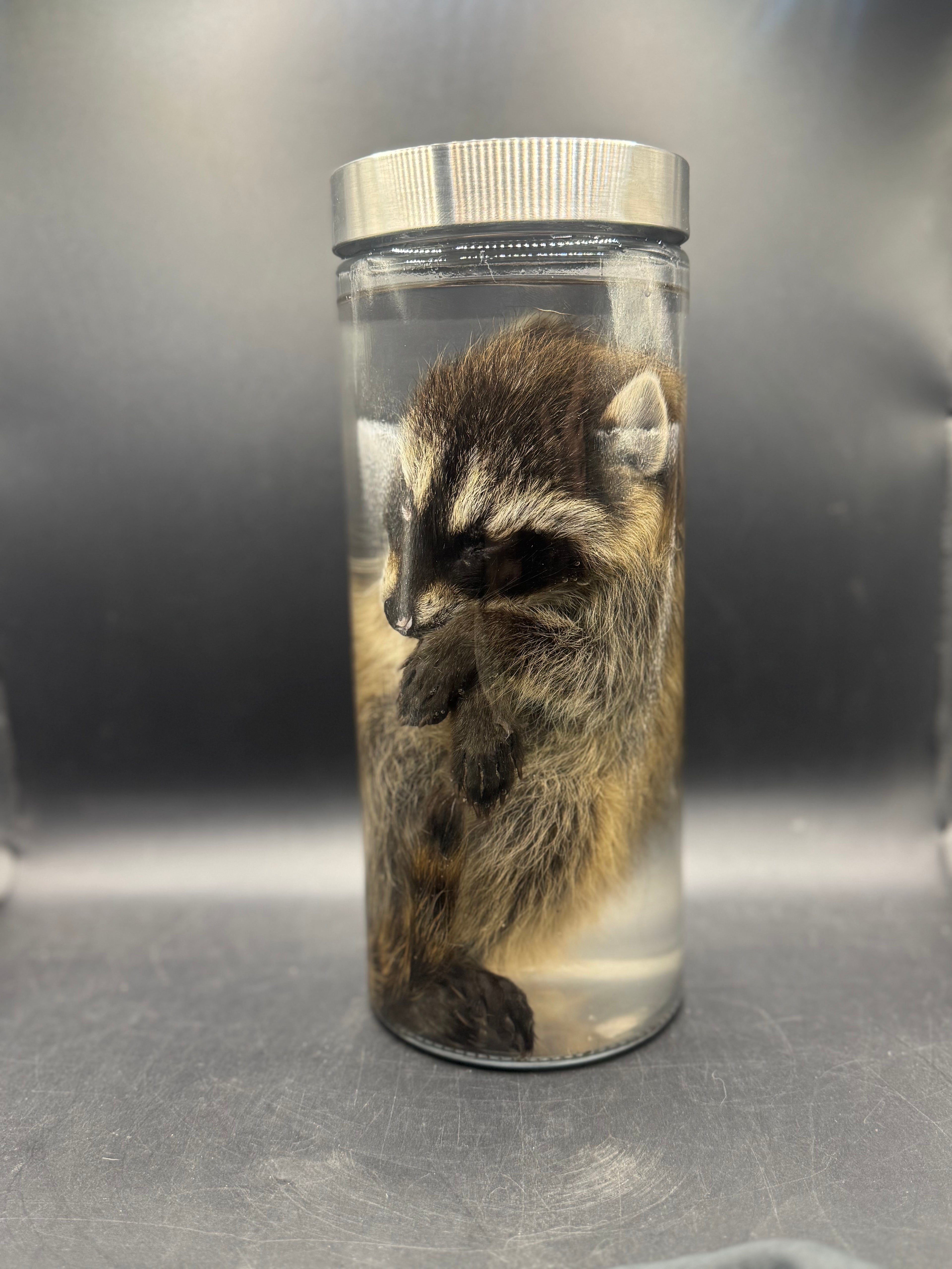 Baby Raccoon