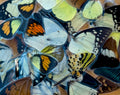 Crafts- 10 laminated butterfly wings