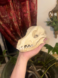 Blue Heeler skull