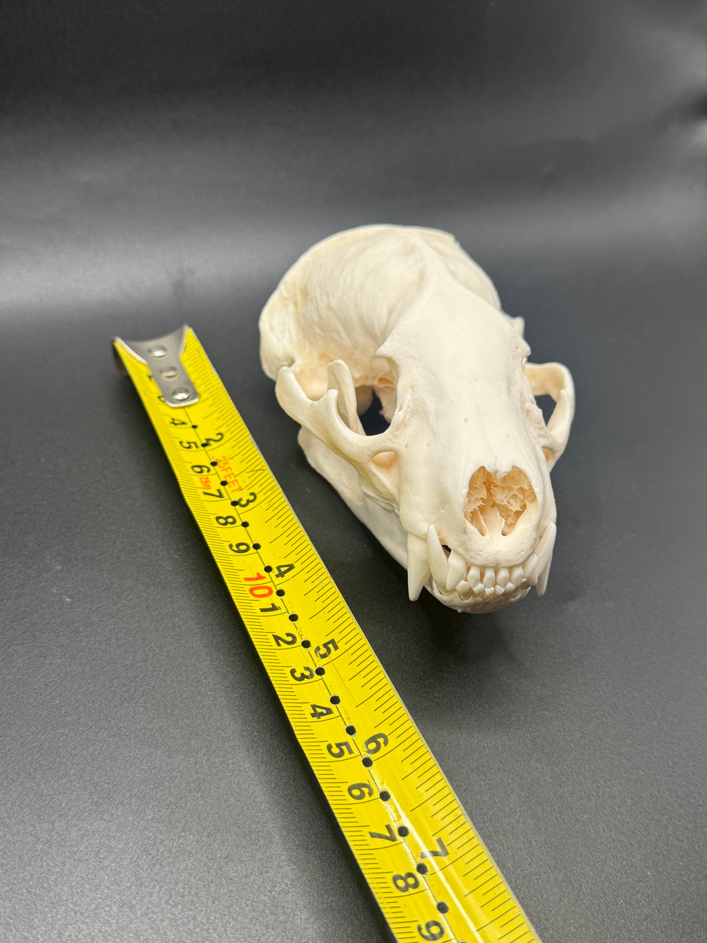 Badger skull
