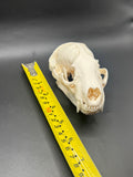 Badger skull