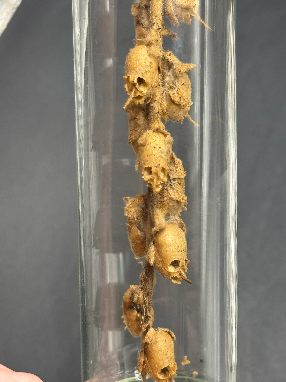 Fairy skulls (seed pods)