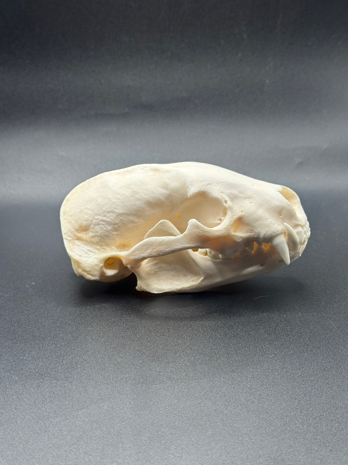 Badger skull