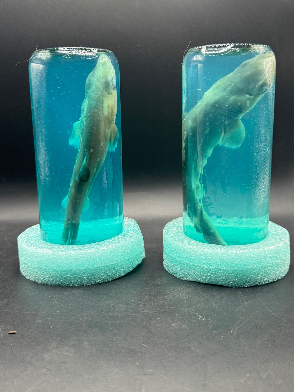 Baby shark dogfish