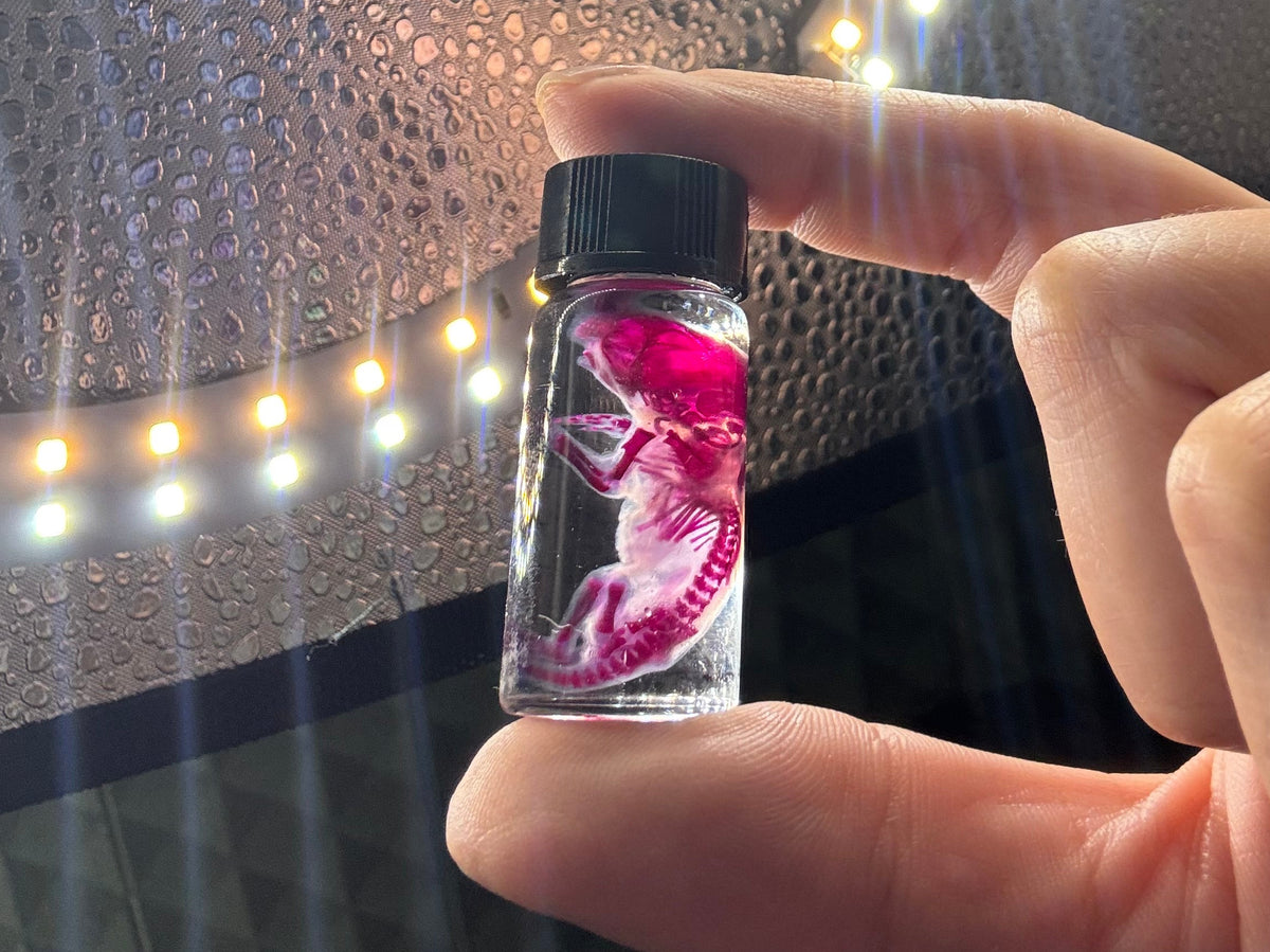 Diaphonized pinky mice