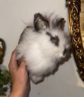 Fluffy bunny half mount (mummified)