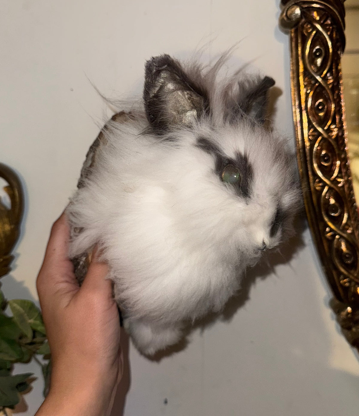 Fluffy bunny half mount (mummified)