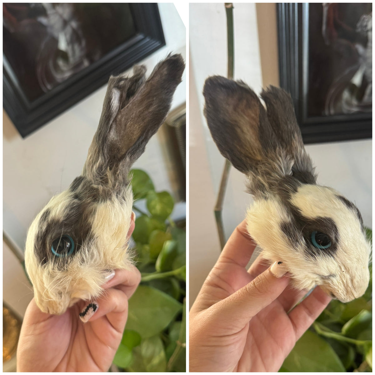 Mummified bunny head