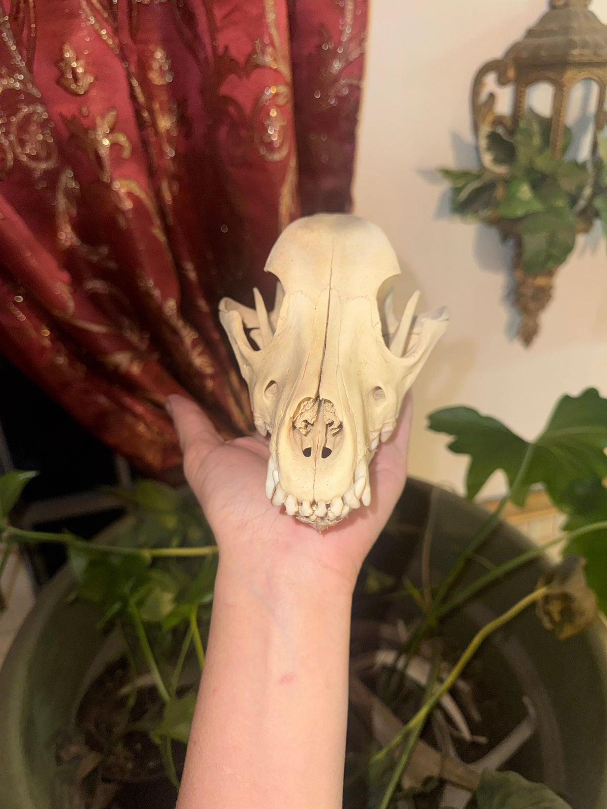 Blue Heeler skull
