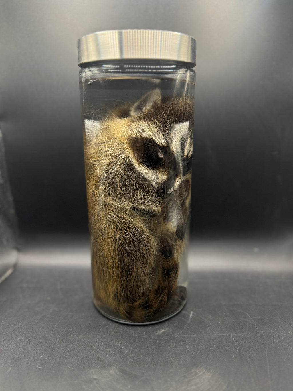 Baby Raccoon