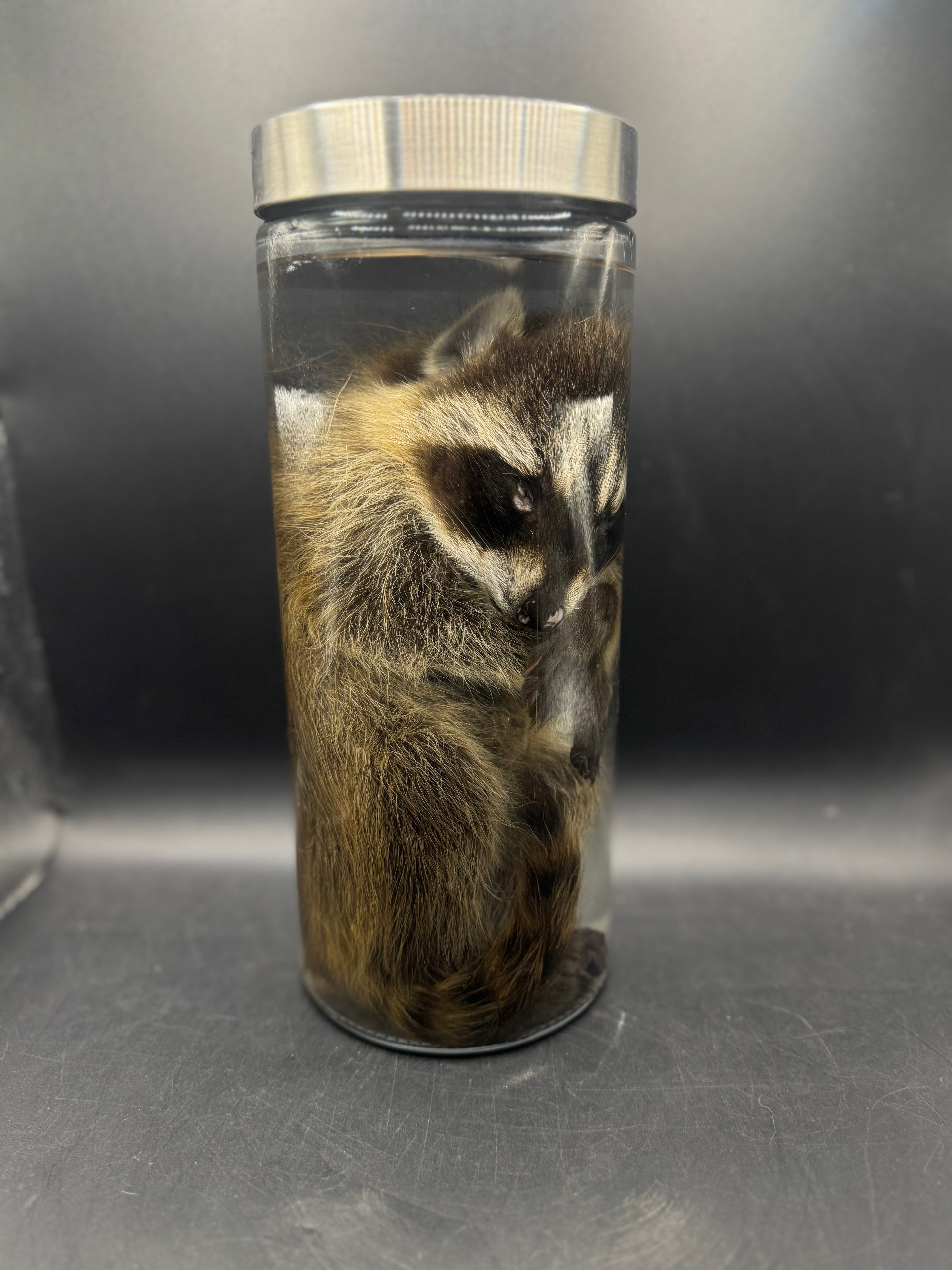 Baby Raccoon