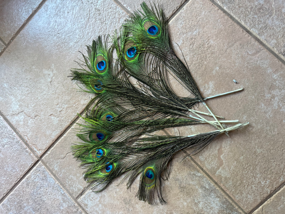 Peacock feathers