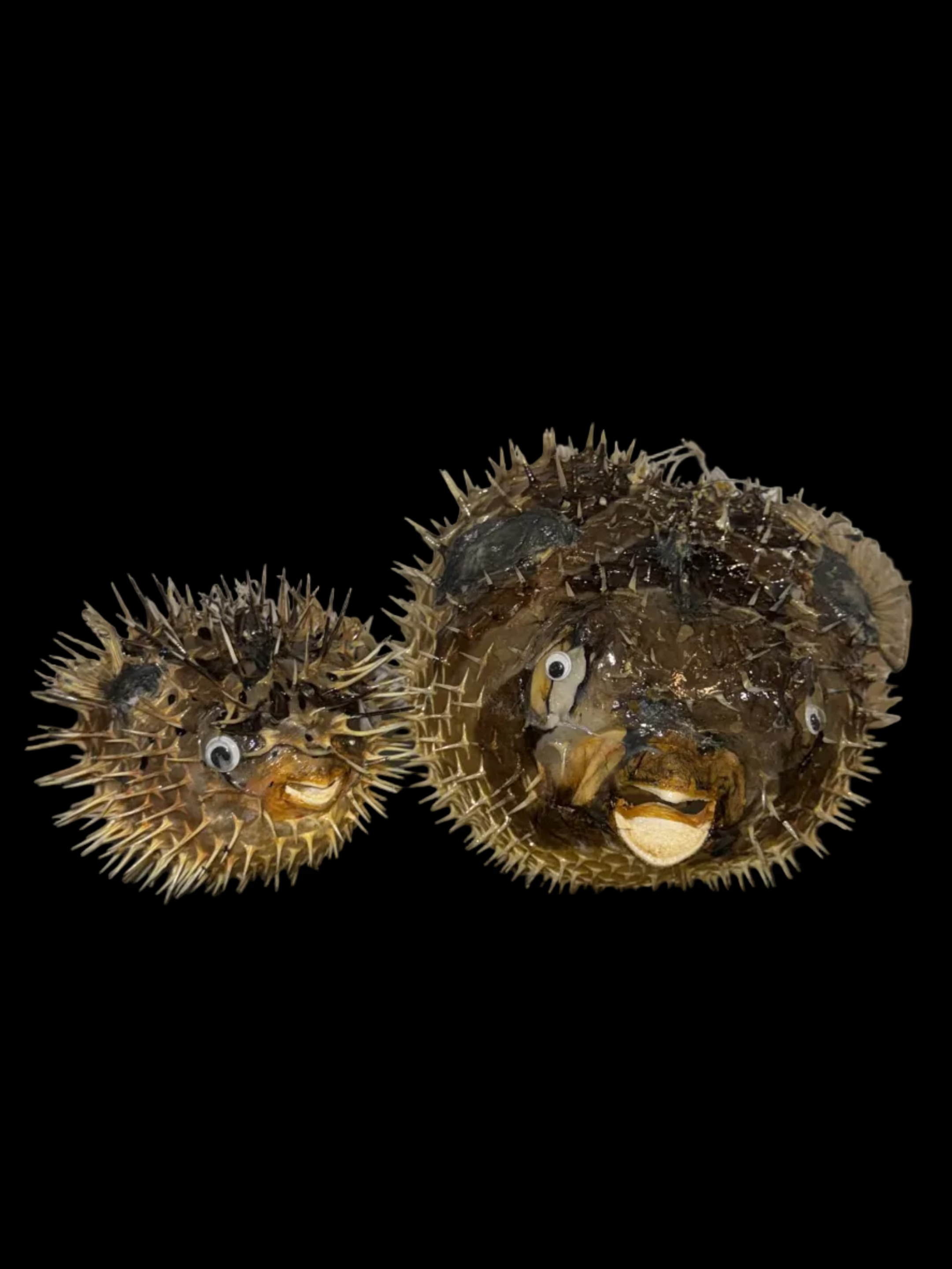 Real Dried Blowfish (Porcupine Fish) Pufferfish