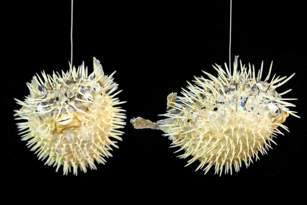 Real Dried Blowfish (Porcupine Fish) Pufferfish