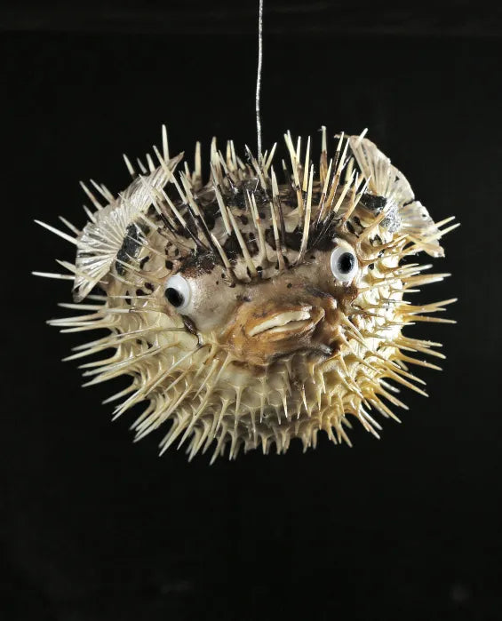 Real Dried Blowfish (Porcupine Fish) Pufferfish