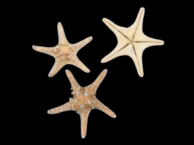Sundried Knobby starfish large- 8-10 inch