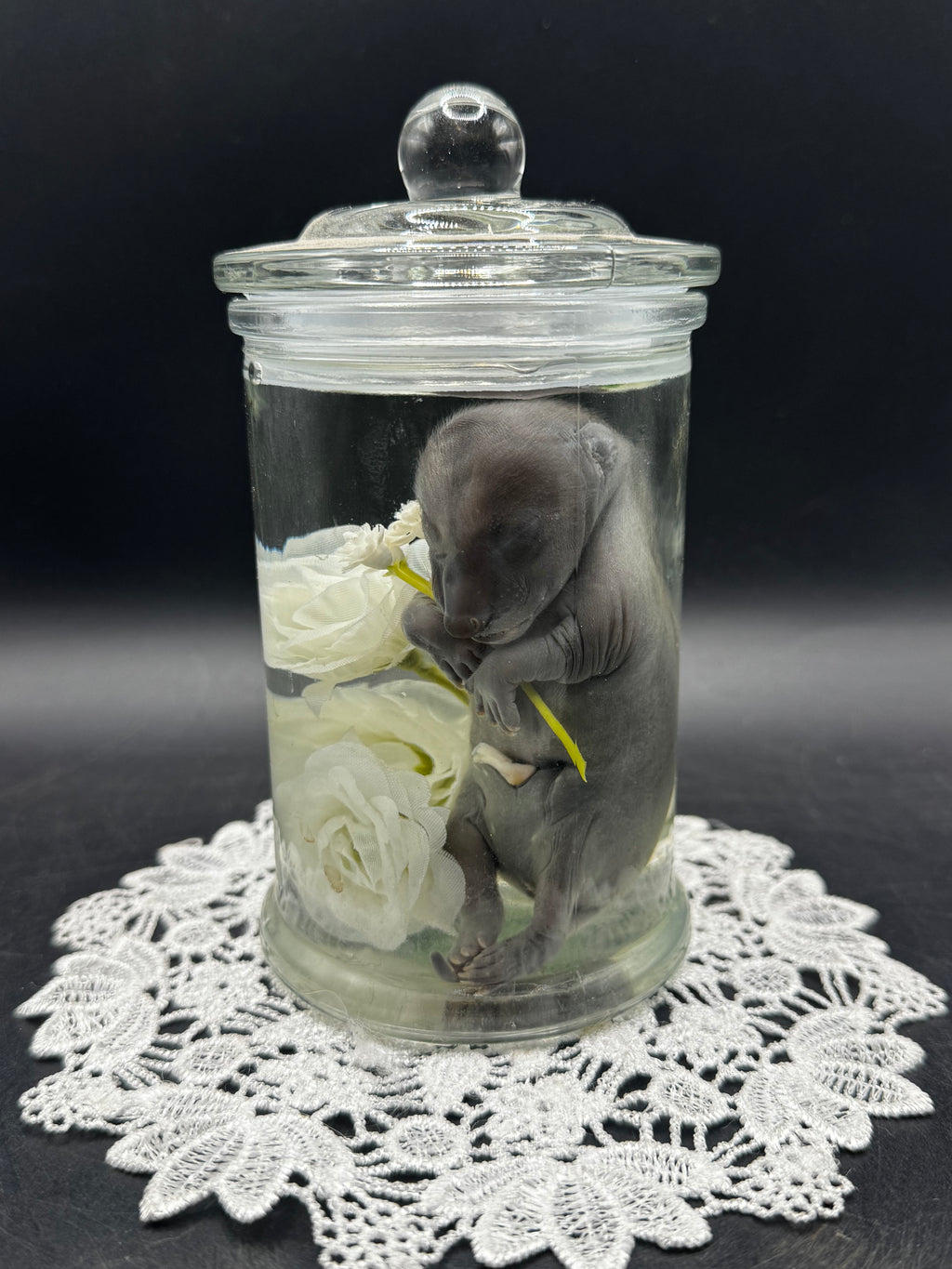 Fetal Raccoon