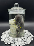 Fetal Raccoon