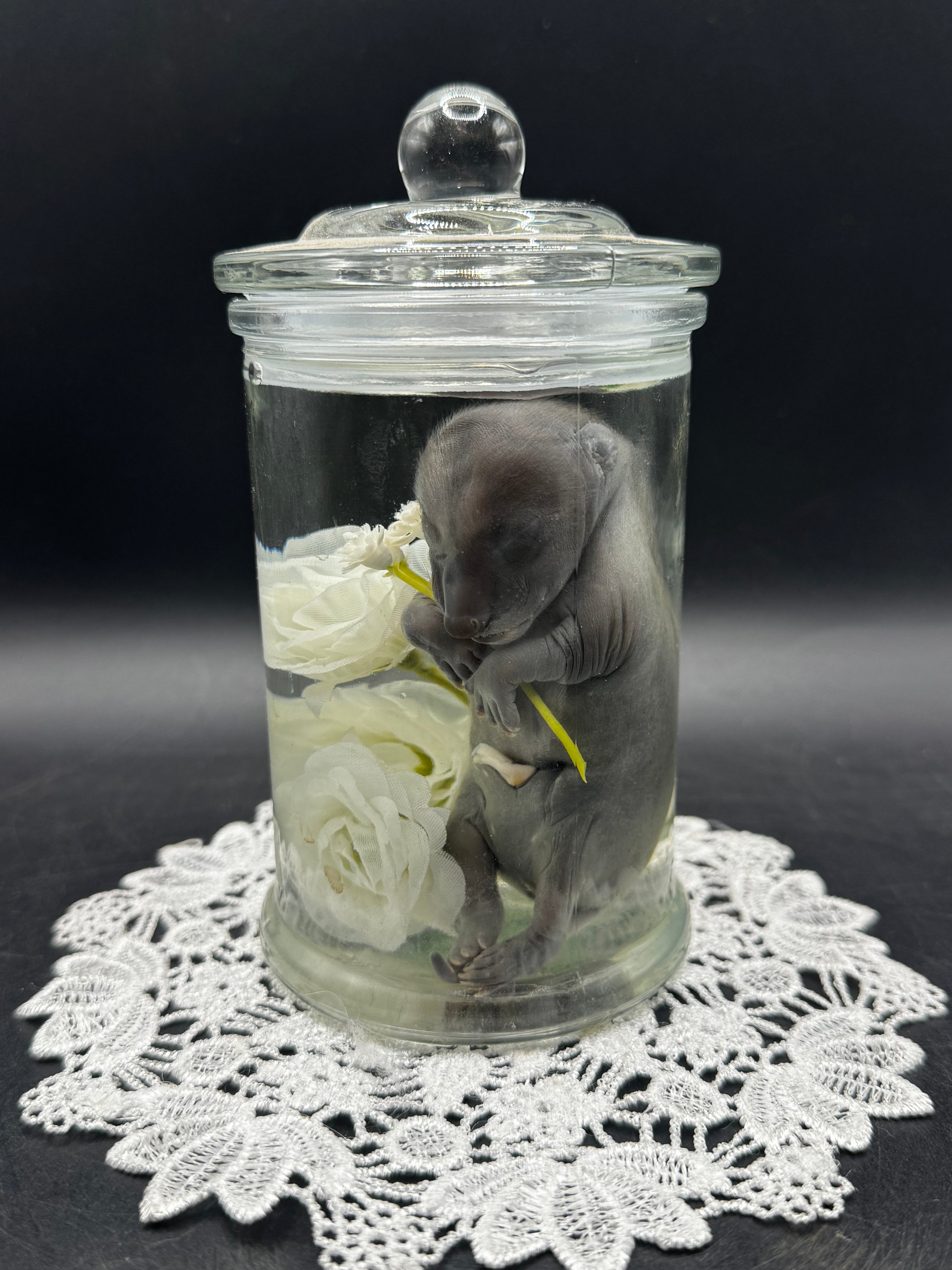 Fetal Raccoon
