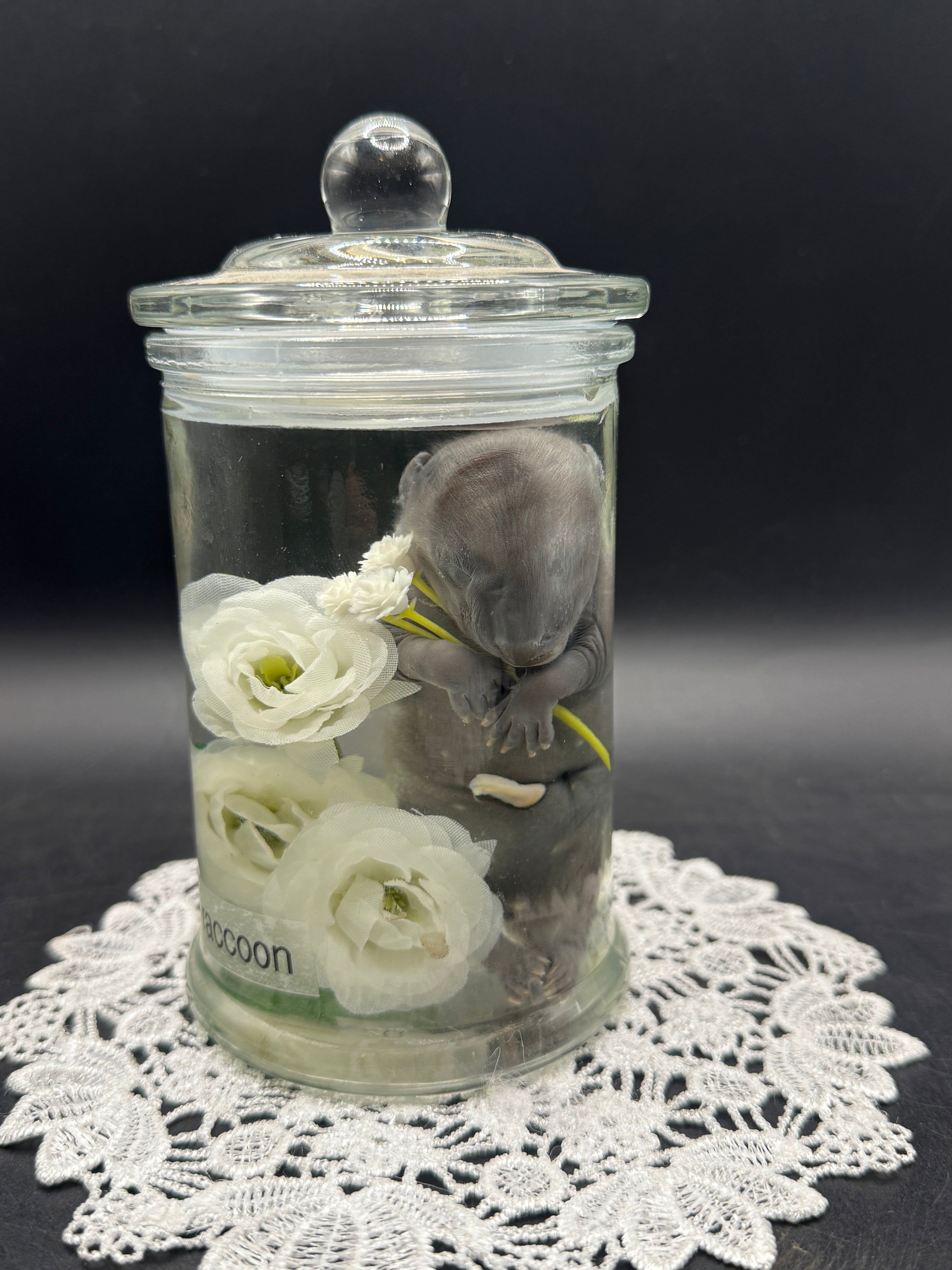 Fetal Raccoon