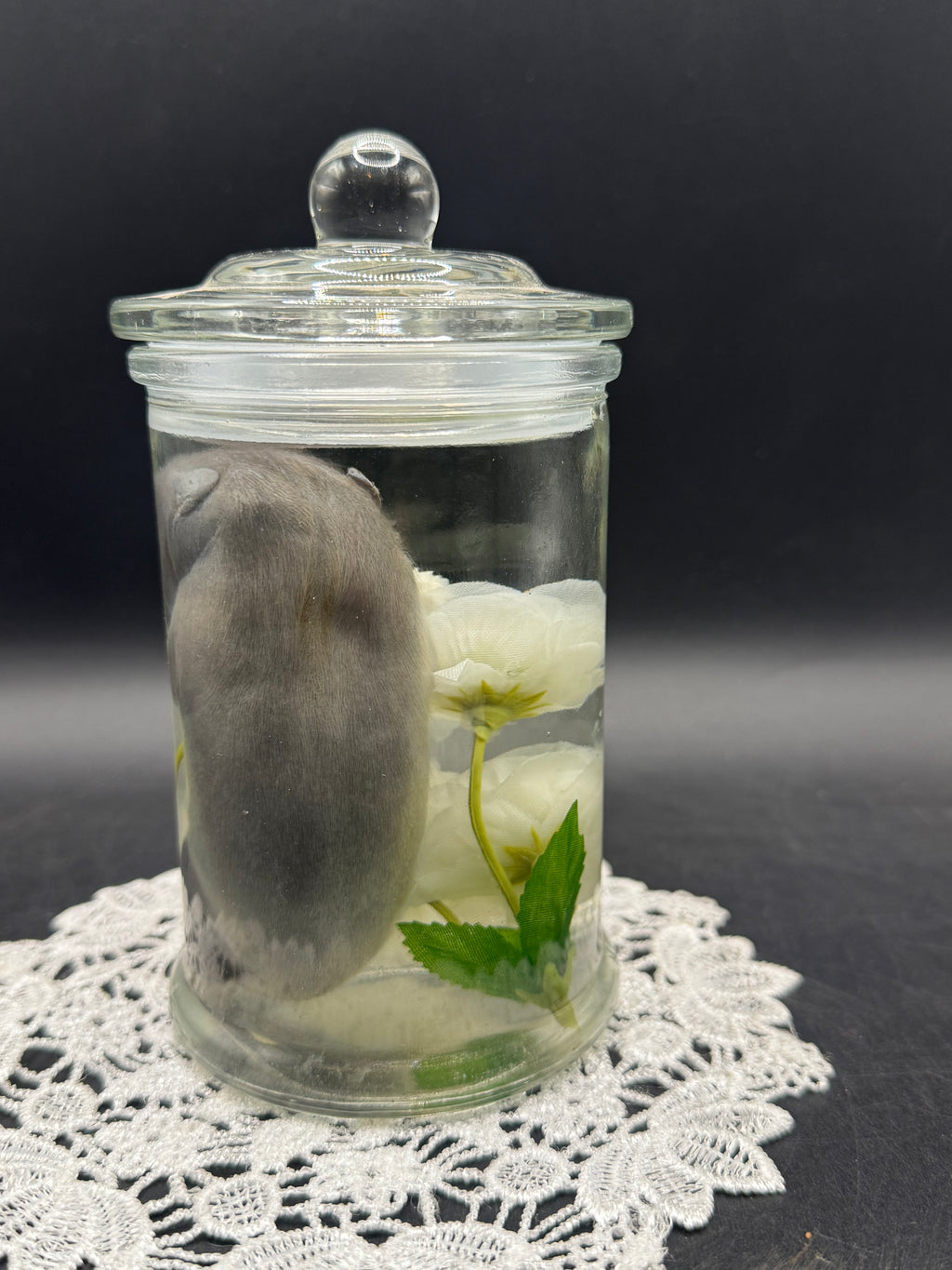 Fetal Raccoon
