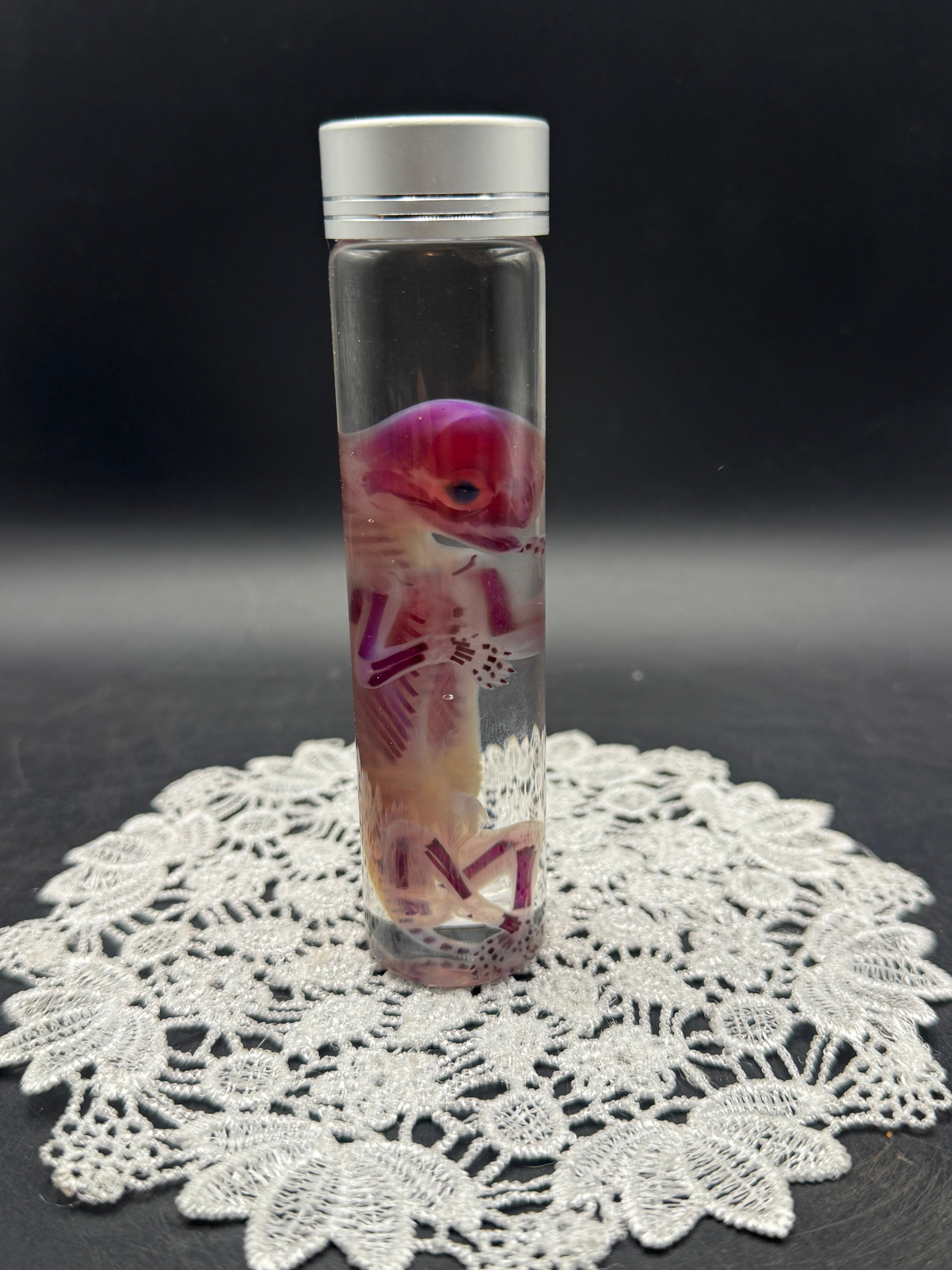 Diaphonized Fetal Kitten (Medium)