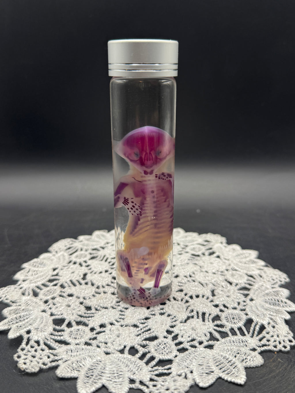 Diaphonized Fetal Kitten (Medium)
