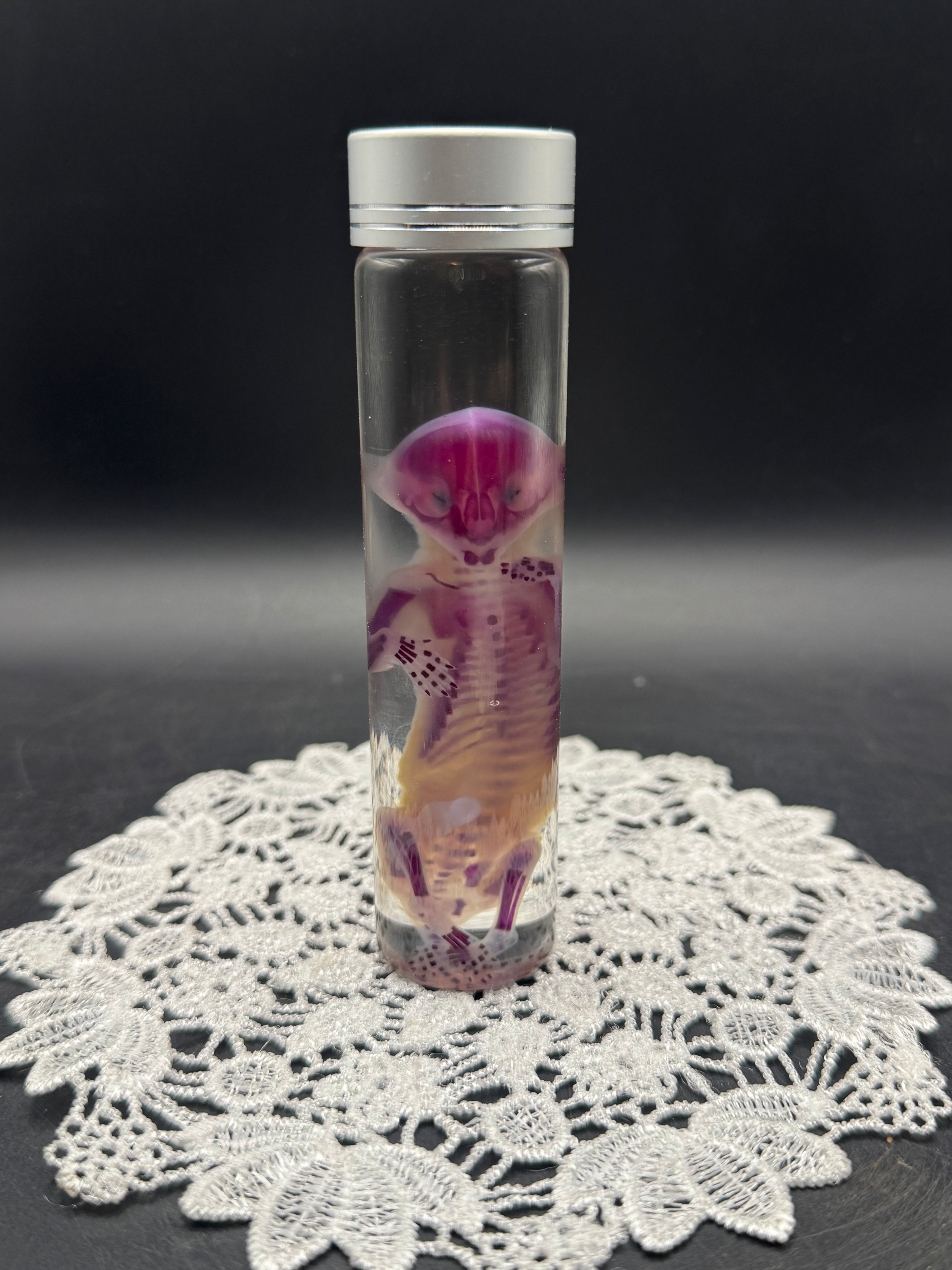 Diaphonized Fetal Kitten (Medium)
