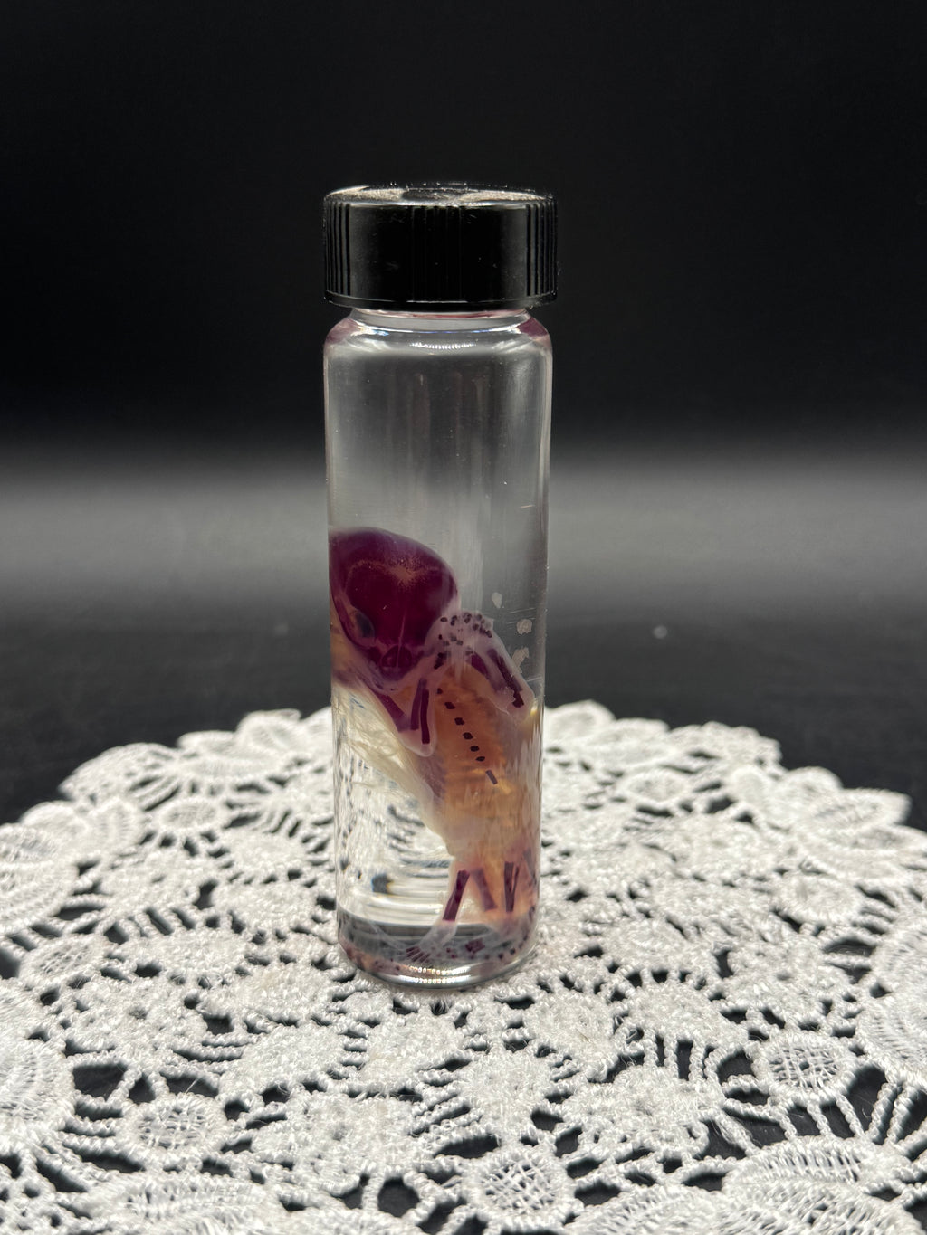 Diaphonized Fetal Kitten (Small)