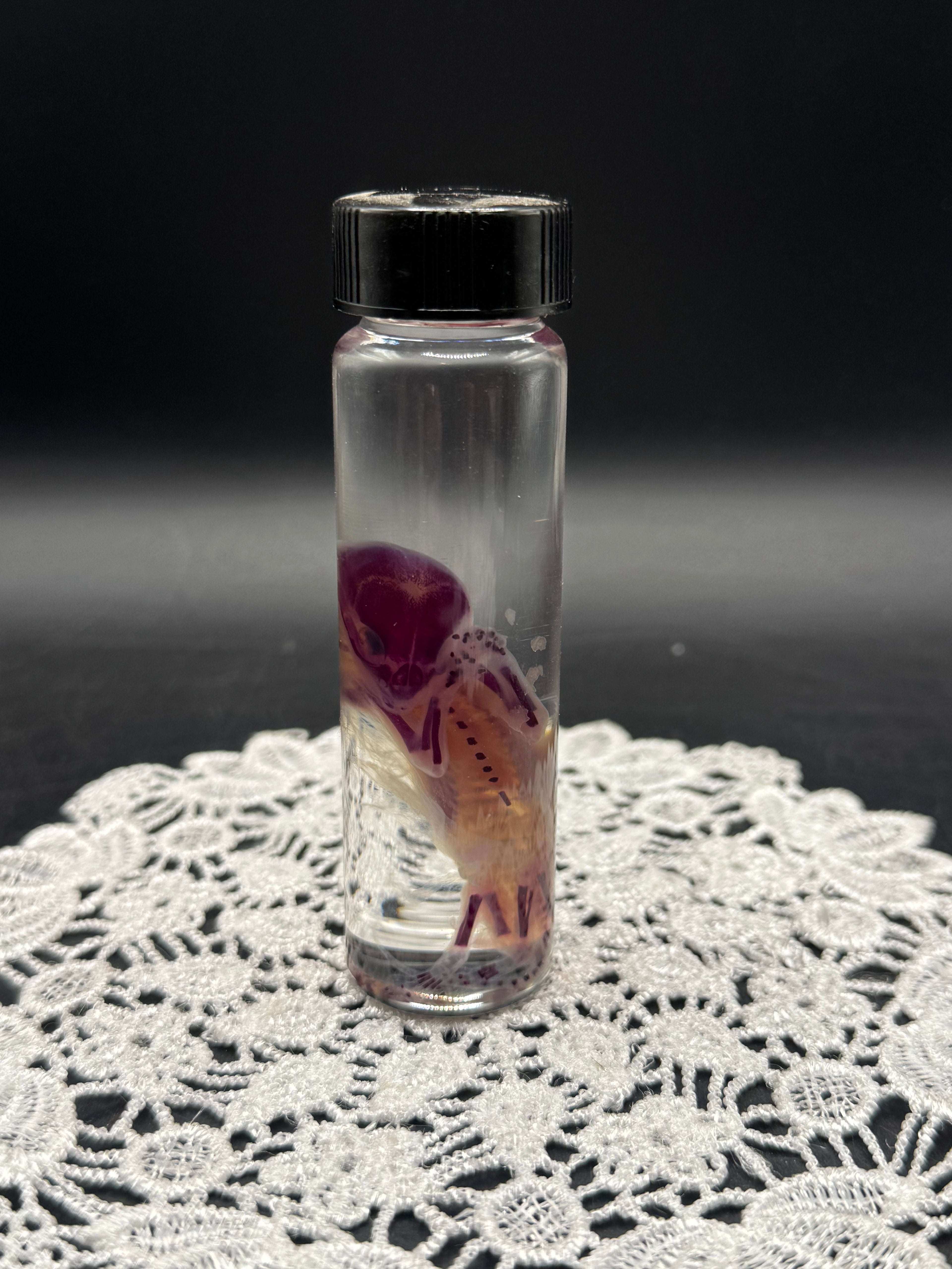 Diaphonized Fetal Kitten (Small)